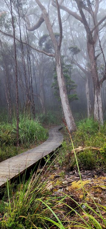 Rainforest Tasmania